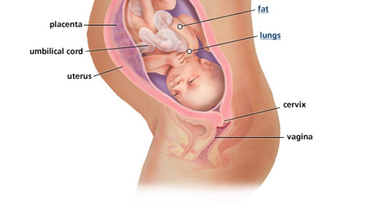 sakit perut bagian bawah ketika hamil 8 bulan 12