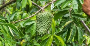 Efek samping daun sirsak untuk ibu menyusui